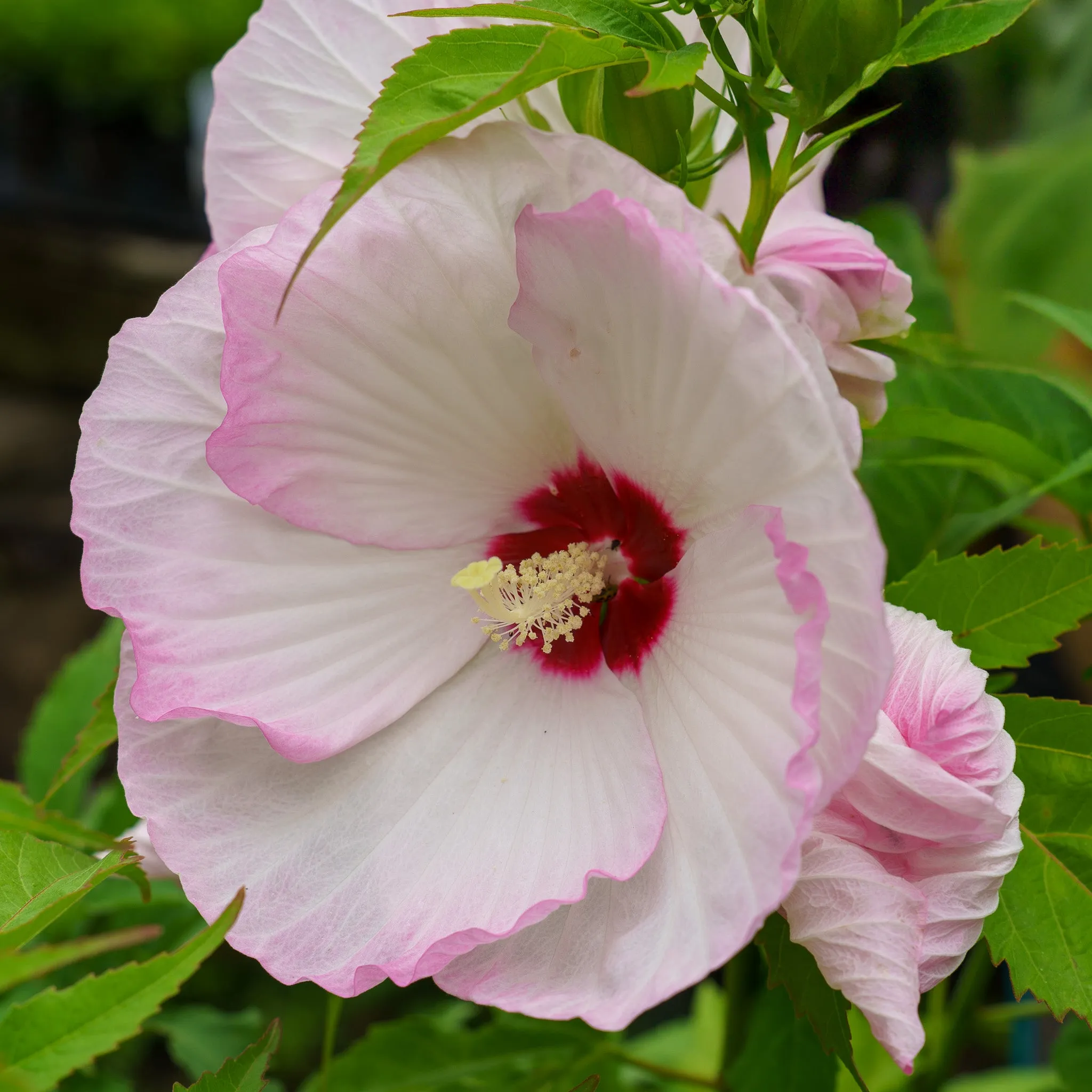 Ballet Slippers Hibiscus